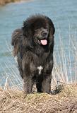 DOGUE DU TIBET 159